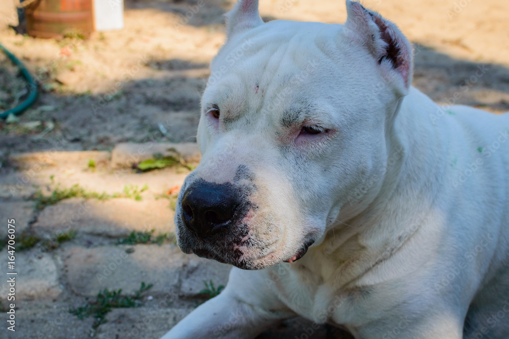 Obraz premium Close up white pitbull dog