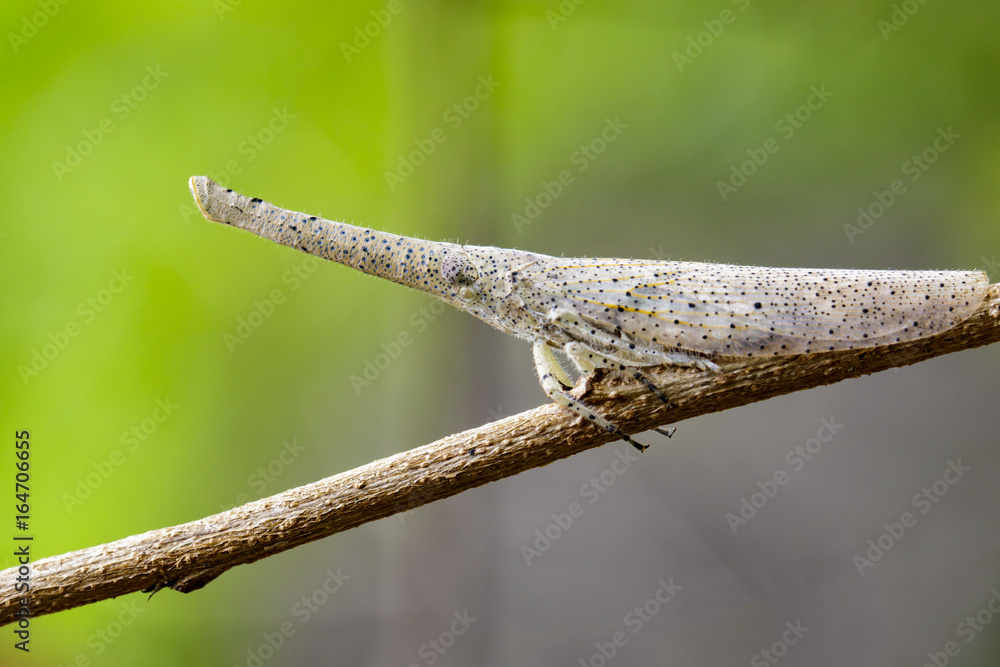 Image of lantern bug or zanna sp on the branches on a natural background.. Insect Animal Image of lantern bug or zanna sp on the branches on a natural background.. Insect Animal