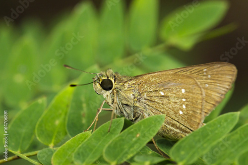 Image of The Common Branded Swift Butterfly (Pelopidas mathias mathias Fabricius, 1798) on a green leaf. Insect Animal