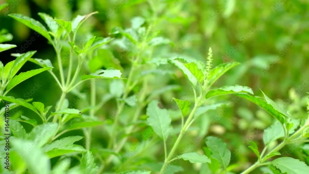 Natural basil leaves Observed from the insect. Like a green grasshopper hold on basil Make the mood feel natural. Natural basil leaves Observed from the insect. Like a green grasshopper hold on basil Make the mood feel natural.