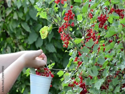 Johannesbeeren pflücken