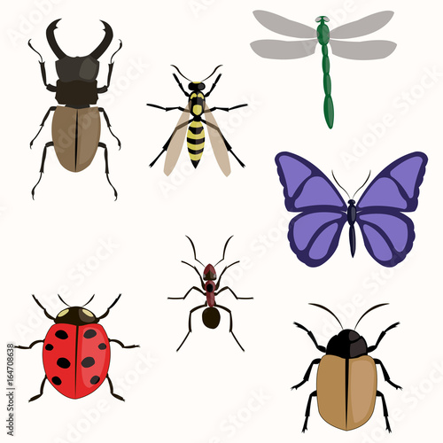 Set of various insects design flat. © sillent_91