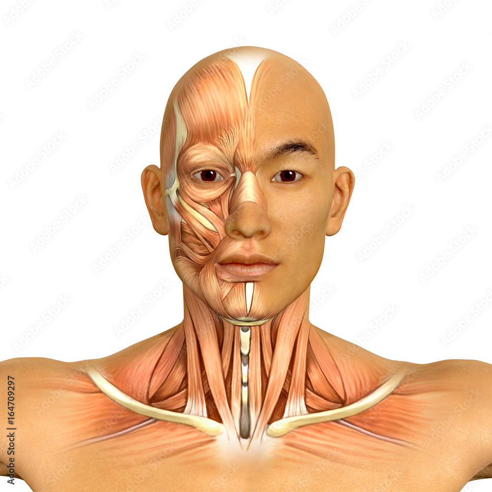 3d Asian Male Model Face And Neck Muscles Anatomy Stock Illustration Adobe Stock 4697