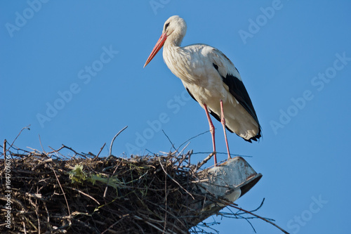 White stork in the nest against the sky
