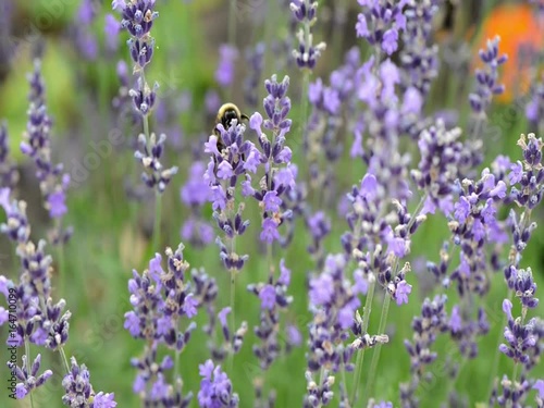 Hummel im Lavendel