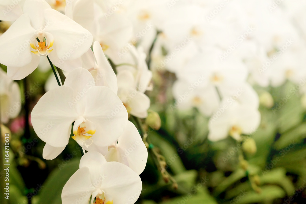 Positive feeling light white Farland orchid flower in garden with nature white tone and soft focus background. Have some space for write wording Positive feeling light white Farland orchid flower in garden with nature white tone and soft focus background. Have some space for write wording