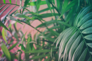 Tropical leaves on pastel pink background. floral background
