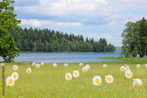 Large docorative daisies by the lake. Aluksne, Latvia  photo