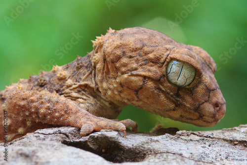 Gecko on a log