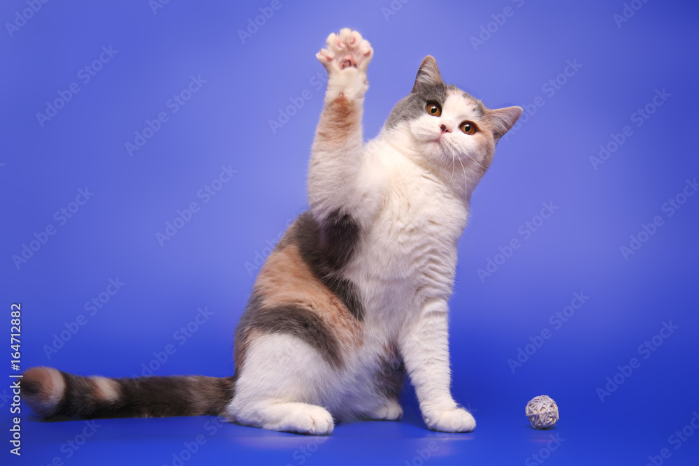 Obraz premium Kot macha łapą, jakby się przywitał. Śmieszny kot na niebieskim tle studio.
