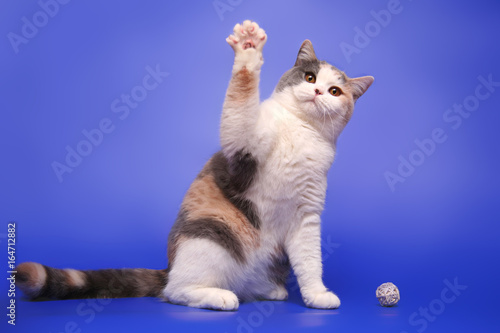 The cat waves with his paw, as if he says hello. Funny cat on a blue studio background. photo
