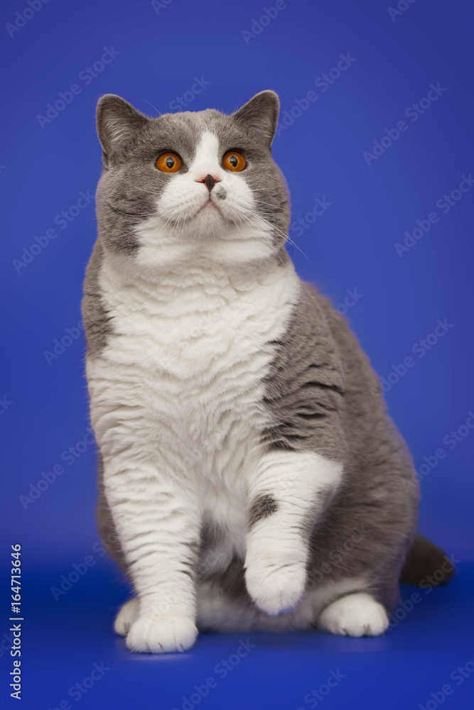 A fat beautiful British cat on a studio blue background.