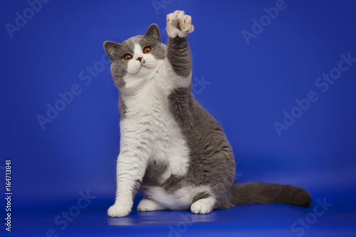 Fototapeta Naklejka Na Ścianę i Meble -  A fat, handsome British cat waving his paw on a studio blue background.