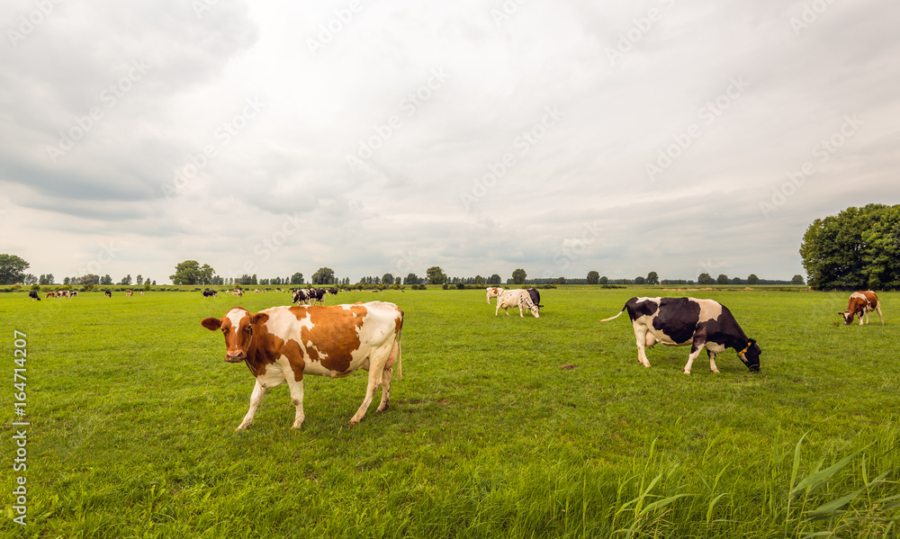 Black and red spotted cows grazing in the Dutch meadow Black and red spotted cows grazing in the Dutch meadow