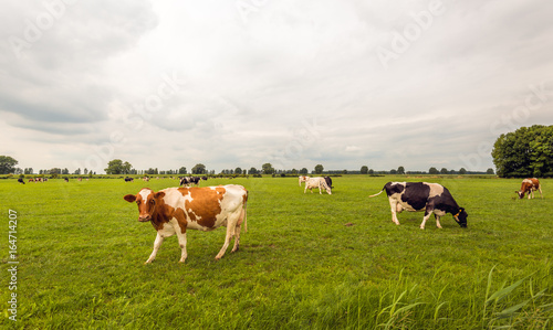 Black and red spotted cows grazing in the Dutch meadow