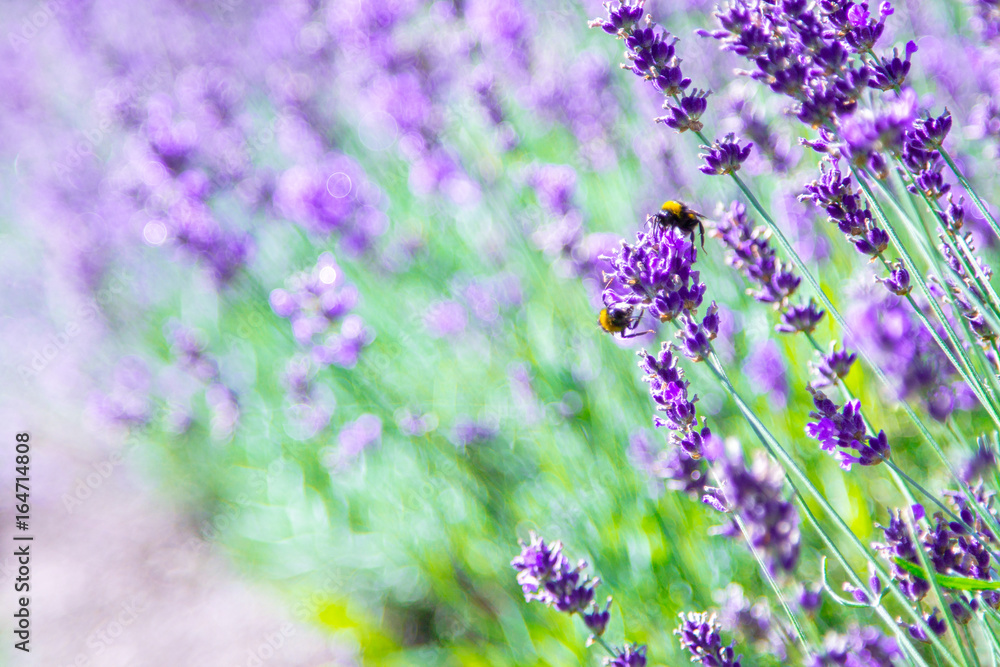 Naklejka premium Lavender field. Lavender flowers in natural environment