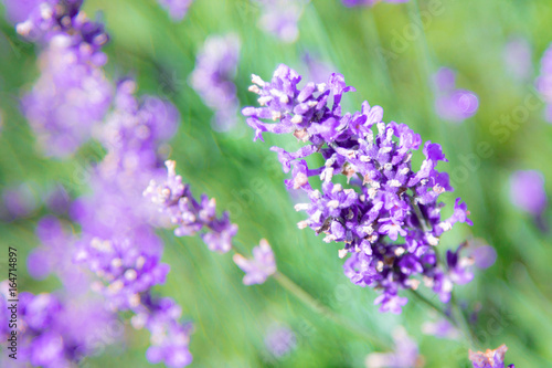 Lavender field. Lavender flowers in natural environment © Galyna Chyzh