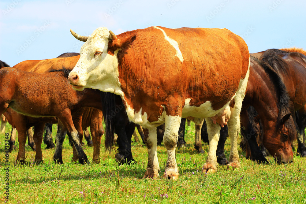 Cow on farm