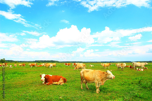 Cows on farm land in Nature park Lonjsko polje, Croatia