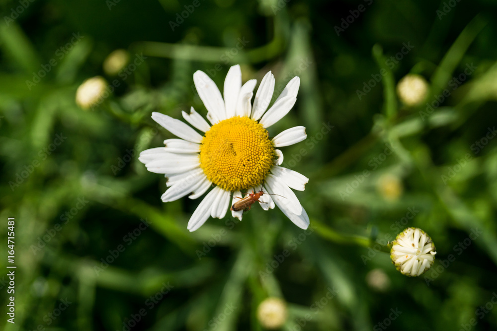 Obraz premium blooming chamomile with bug