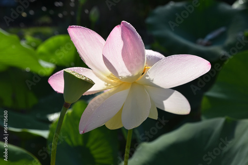 Lotus rose au jardin en   t  