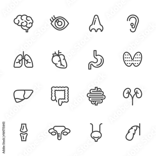 Visceral and anatomy icons, Vector line icons set