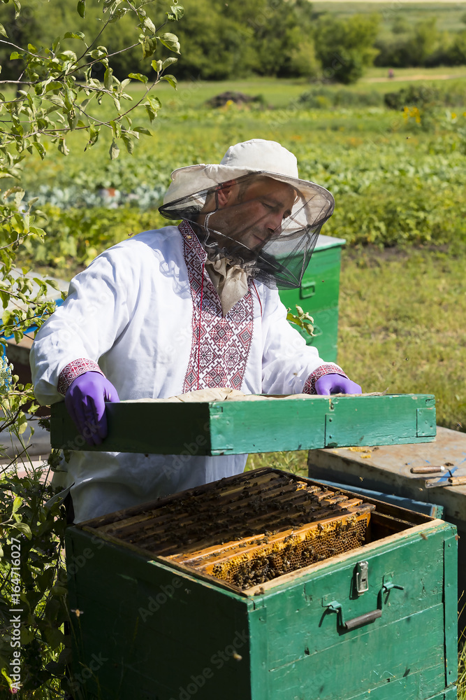 A man works in an apiary collecting bee honey A man works in an apiary collecting bee honey