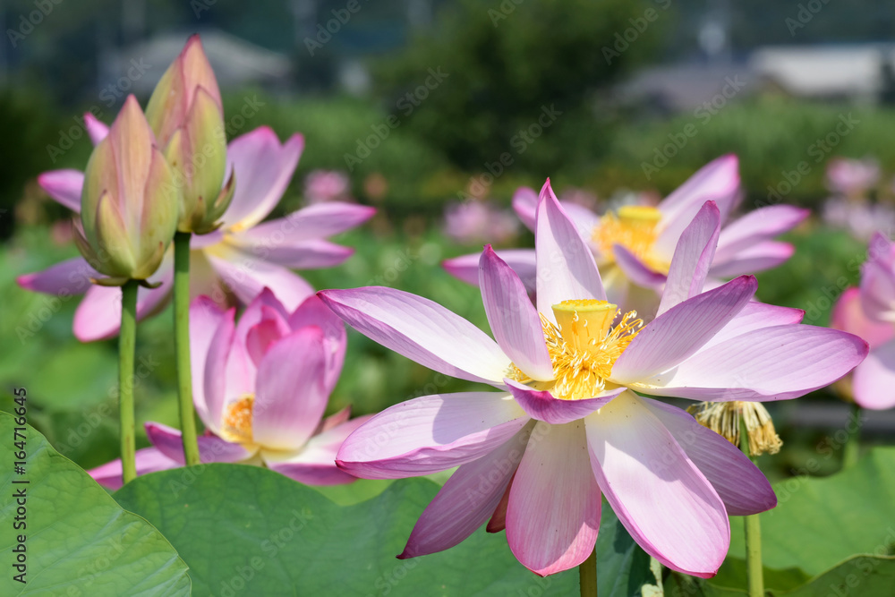 ハスの花 ハスの花