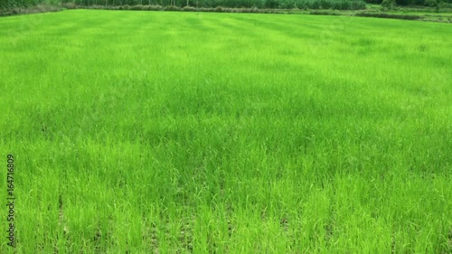 New born rice has green leaves.