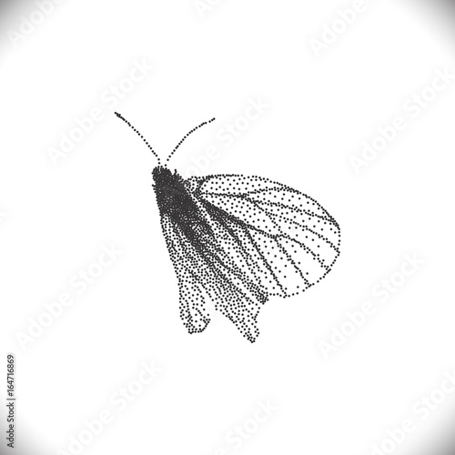 Aporia Crataegi Butterflies