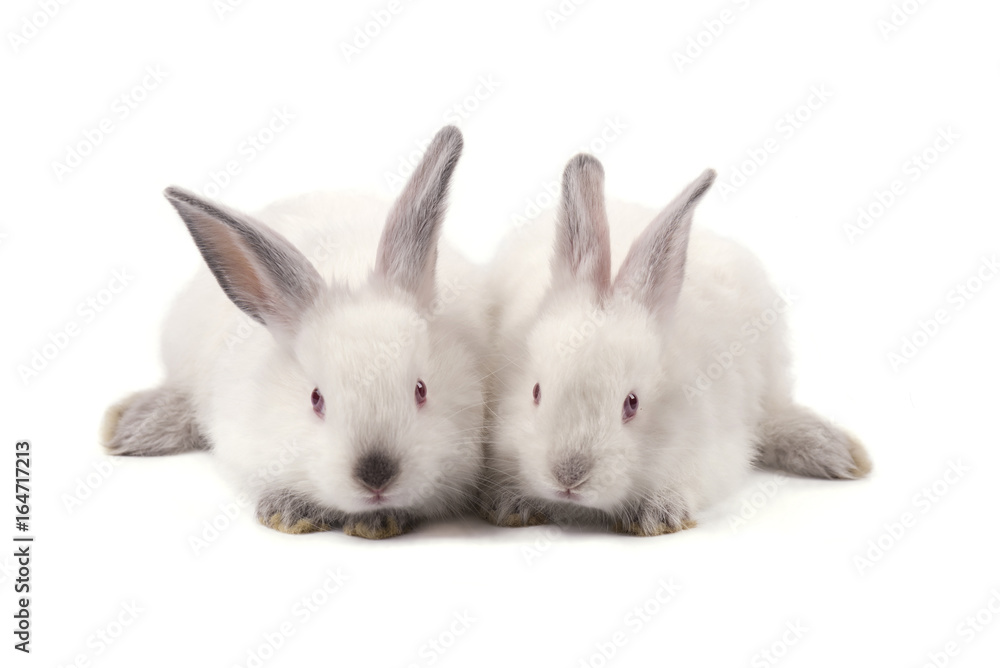 Two white small rabbits isolated on white background