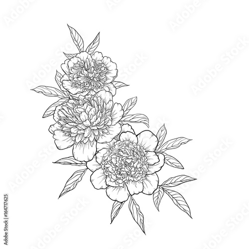 beautiful monochrome black and white bouquet peony isolated on background. Hand-drawn.