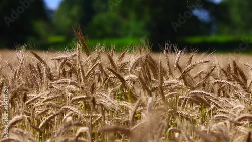 movie clip video: golden wheat, wind and green nature