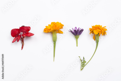 Tropical sag and Marigold flower on the white background.