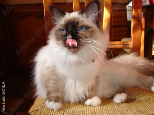 Chat se lèche les babines sur une chaise  - sacré de birmanie 