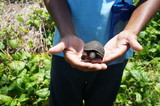 Seychelles tortue