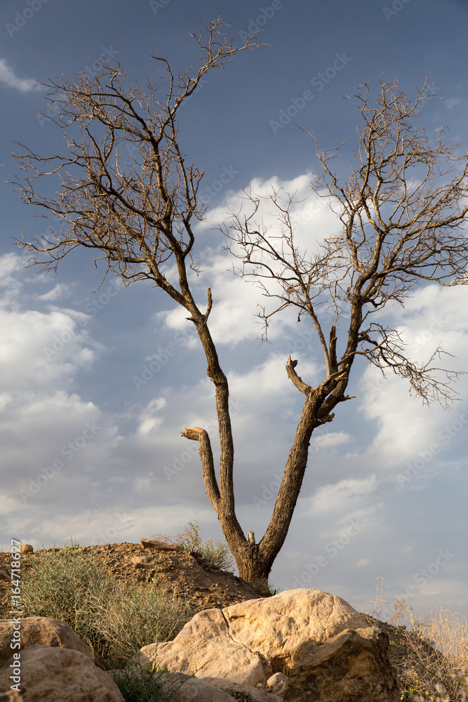 Obraz premium A Tree in Desert, Khorasan Razavi, Iran