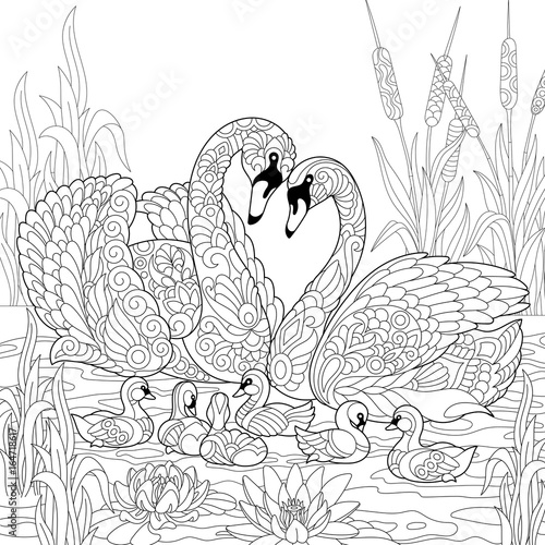 Coloring book page of swan birds family, lotus flowers and reed grass. Freehand sketch drawing for adult antistress colouring with doodle and zentangle elements.