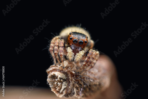 Super macro female Carrhotus Sannio or Jumping spider on stem