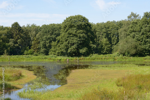 Teich im Lohmarer Wald