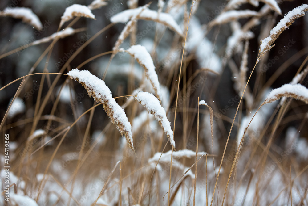 Fototapeta premium Winter frost on trees