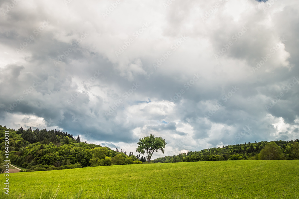 Einzelner Baum Einzelner Baum