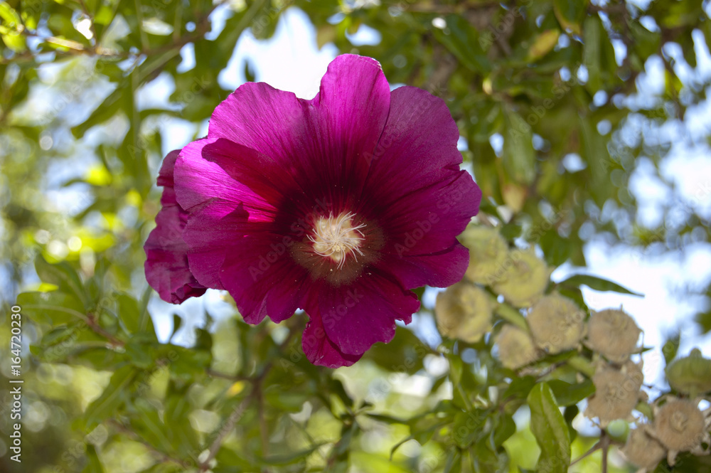 Hibiscus Hibiscus