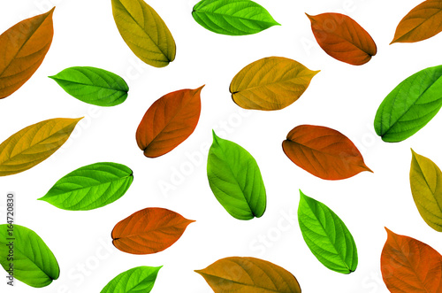 Background by green leaves  orange leaves and yellow leaves on white background for isolated  Frame background by green leaf  orange leaf and yellow leaf  The tree leaves on white background