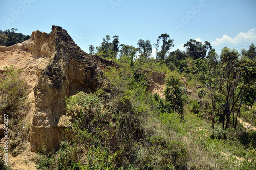 Soil forest