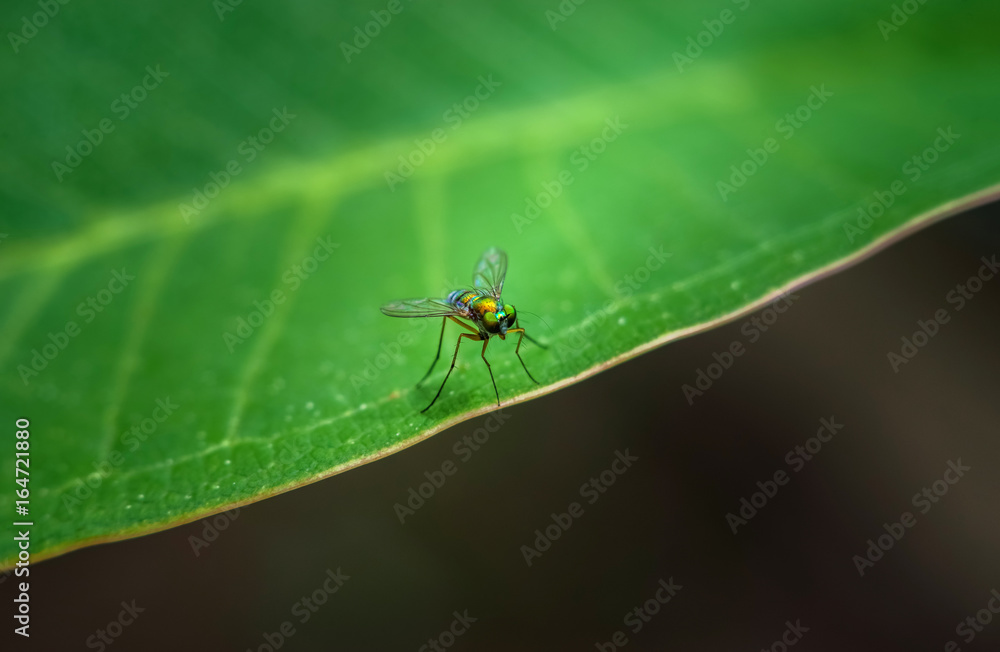 Bug on green leaf ,wallpaper style Bug on green leaf ,wallpaper style