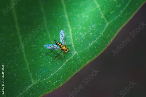 Bug on green leaf wallpaper style