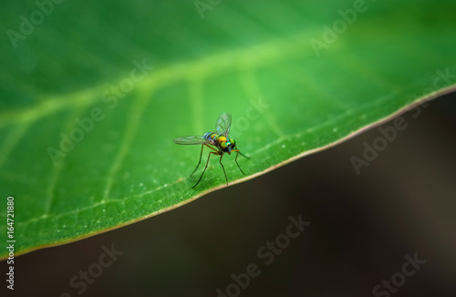 Bug on green leaf ,wallpaper style © kumarn