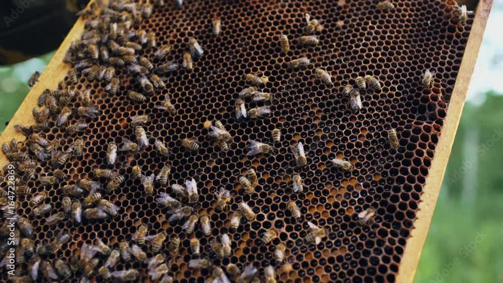 Closeup of bees in honey wooden frames in apiary Closeup of bees in honey wooden frames in apiary
