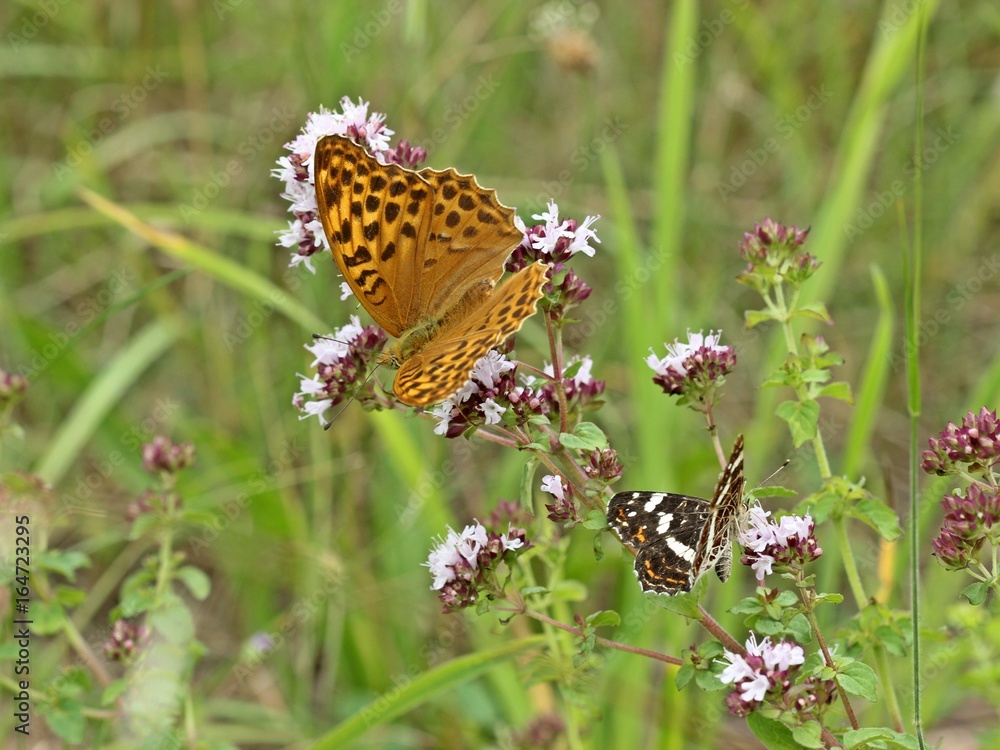 Weiblicher Kaisermantel (Argynnis paphia) und Landkärtchen (Araschnia levana f. prorsa) auf Echtem Dost (Origanum vulgare) Weiblicher Kaisermantel (Argynnis paphia) und Landkärtchen (Araschnia levana f. prorsa) auf Echtem Dost (Origanum vulgare)